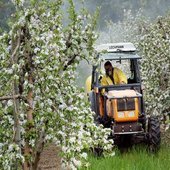 Les pommes françaises sont bien empoisonnées aux pesticides, la justice donne raison à Greenpeace - Notre Terre