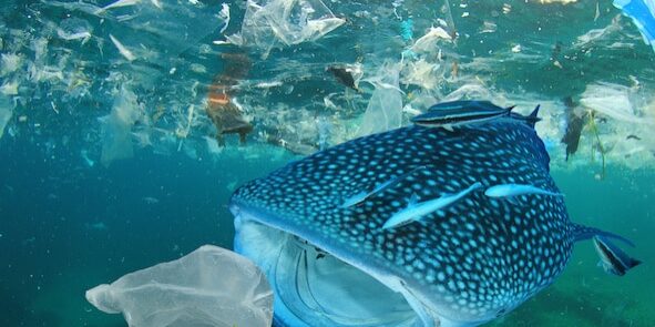 Plastic ocean pollution. Whale Shark filter feeds in polluted ocean, ingesting plastic