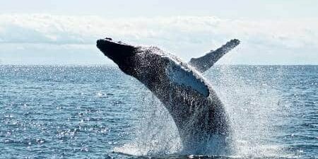 baleine