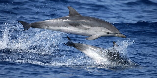 generation-ecologie-dauphins